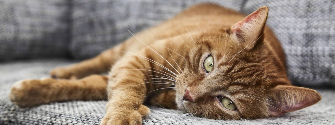A close up image of a cat on a sofa