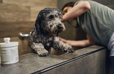 A dog being washed and groomed